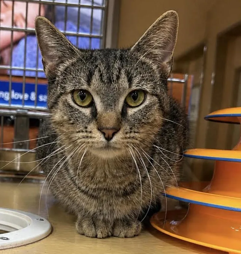 A young medium-sized female Tabby (Brown / Chocolate) Domestic Short Hair cat named Billie Rose for adoption in Long Beach, NY