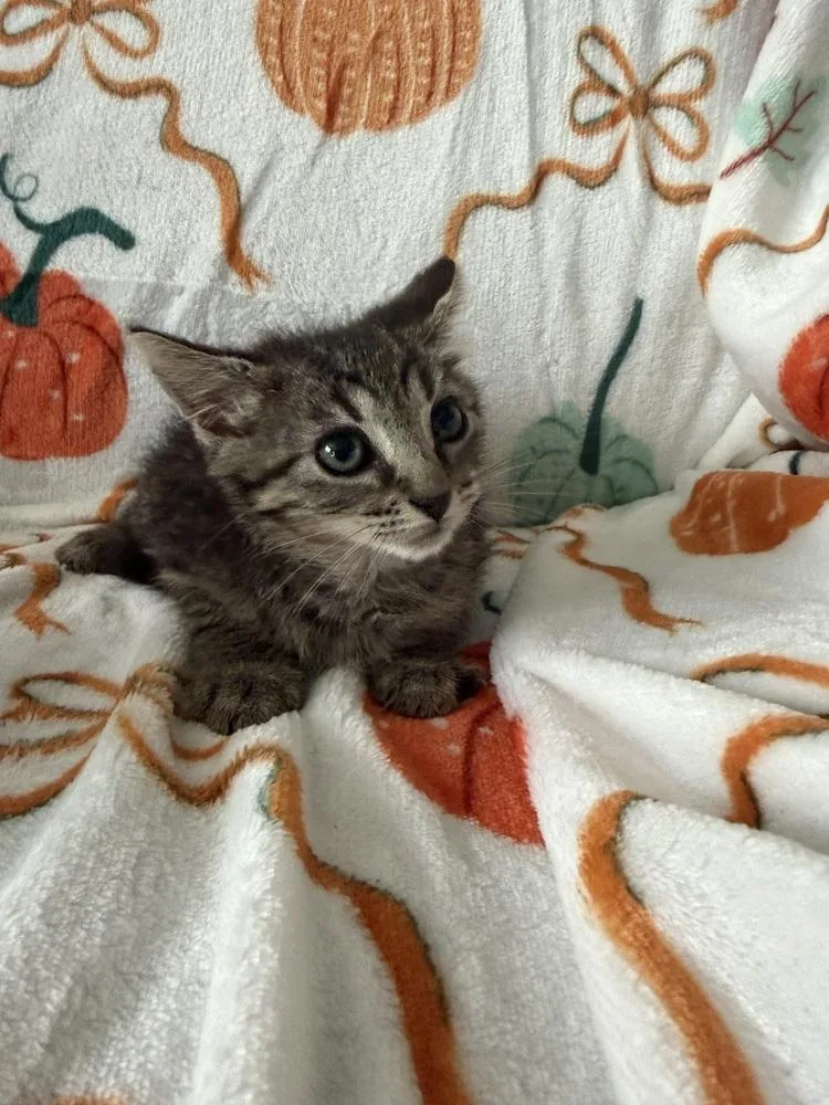 A baby small-sized female Brown / Chocolate Domestic Short Hair cat named Candy for adoption in Youngsville, NC