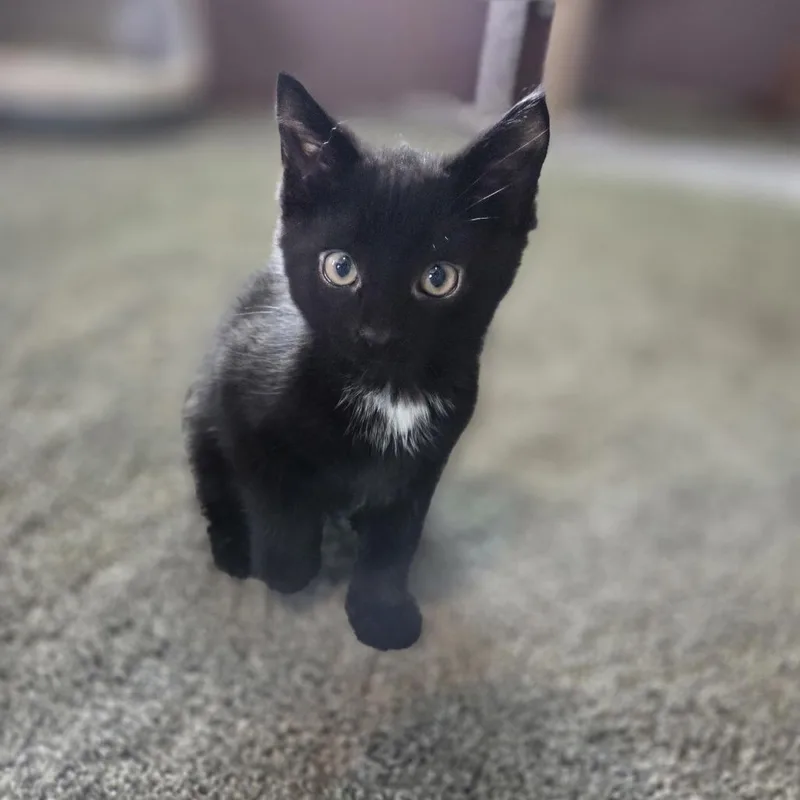 A baby small-sized male Black Domestic Short Hair cat named Dewey for adoption in McKean, PA