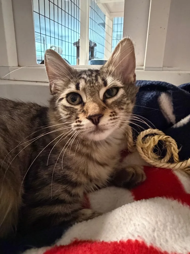 A baby small-sized female American Bobtail cat named Sheena for adoption in St. Augustine, FL
