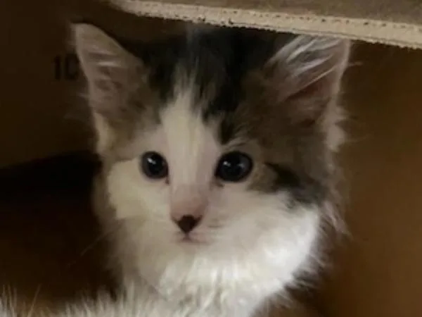 A baby small-sized male Domestic Medium Hair cat named Sesame for adoption in Portland, OR