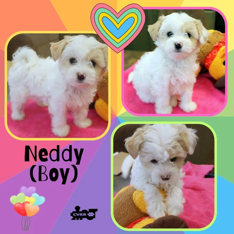 Neddy