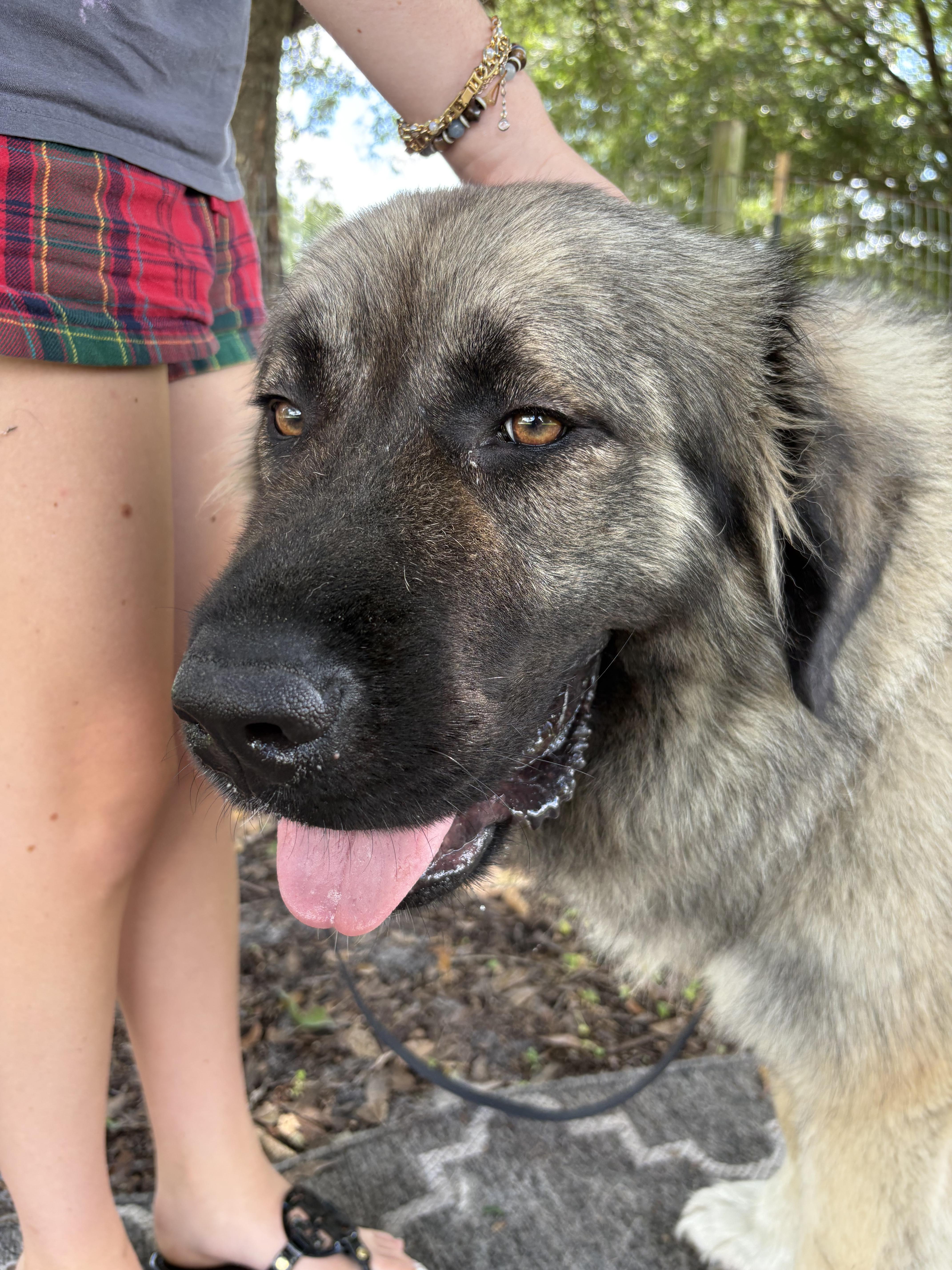 A young extra large-sized female Caucasian Sheepdog / Caucasian Ovtcharka dog named Freya for adoption in Fort Pierce, FL