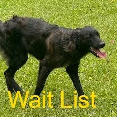 A young small-sized female Black Mixed Breed dog named Blacky for adoption in Livingston, TX