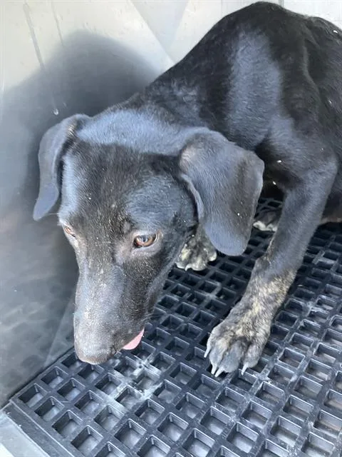 A baby medium-sized male Mixed Breed dog named Finn for adoption in Dallas, TX
