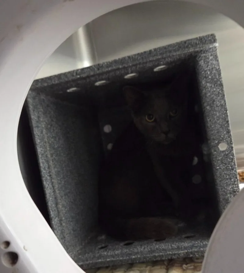 A young large-sized male Domestic Short Hair cat named Coosa for adoption in Athens, TN