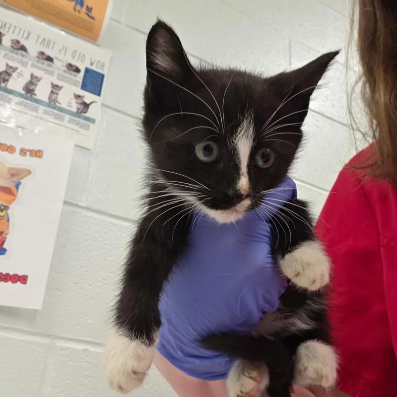 A baby small-sized male Black Domestic Short Hair cat named Rain for adoption in Chattanooga, TN