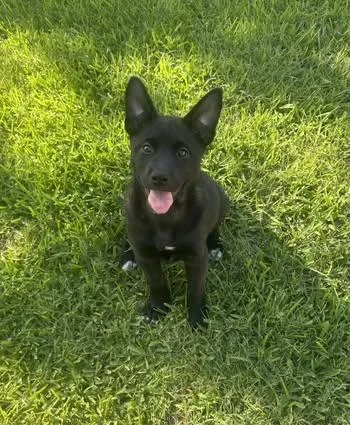 A baby medium-sized female Husky dog named Venus for adoption in Rowlett, TX