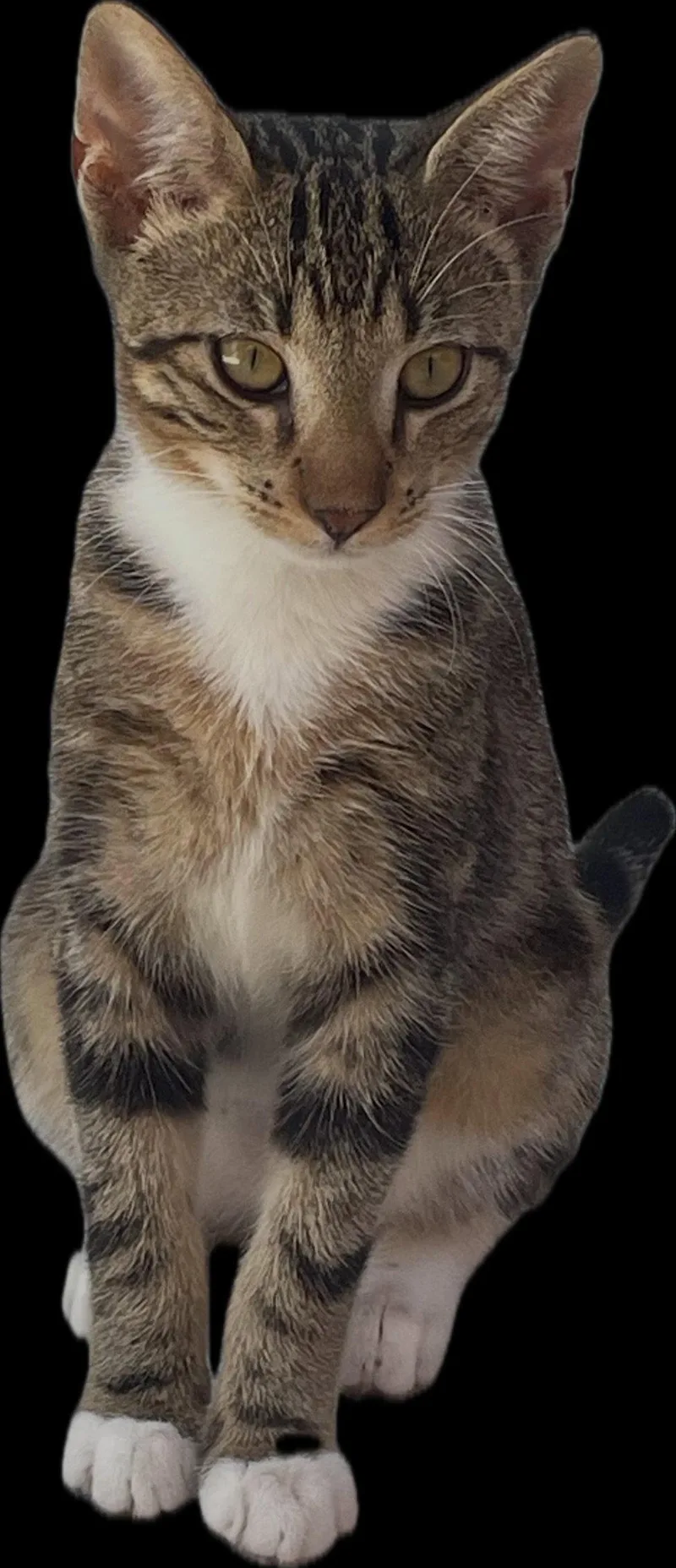 A baby medium-sized male Tabby cat named Boots for adoption in MONTGOMERY, TX