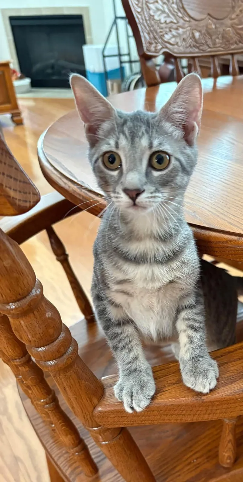 A young medium-sized female Domestic Short Hair cat named GigiSan for adoption in Wilmington, NC