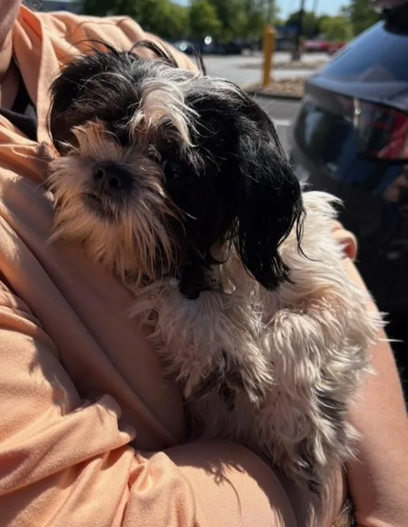 A young small-sized male Shih Tzu dog named Charlie Be Good for adoption in Knoxville, TN