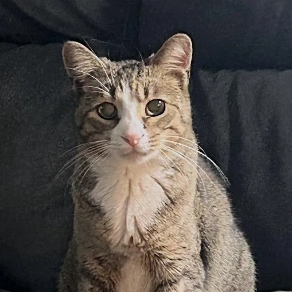An adult medium-sized male Gray / Blue / Silver Domestic Short Hair cat named Tom for adoption in Birmingham, AL