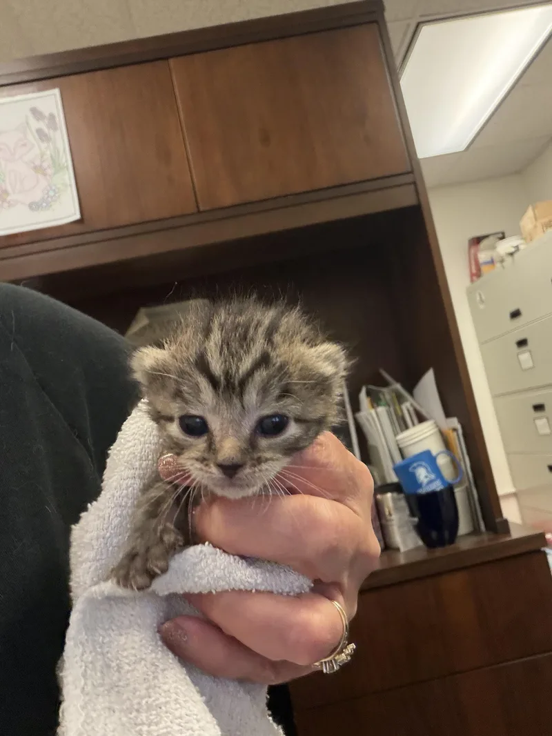 A baby medium-sized female Tabby (Brown / Chocolate) Domestic Short Hair cat named Ivy for adoption in Greensboro, NC