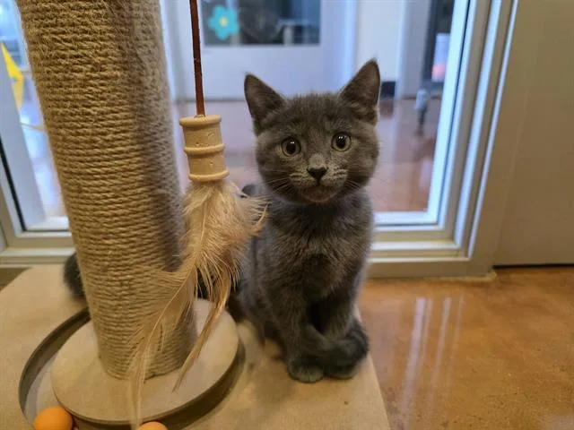 Ash