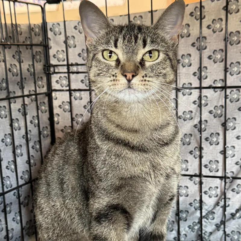 A young medium-sized female Tabby (Brown / Chocolate) Domestic Short Hair cat named Marlene for adoption in Mokena, IL
