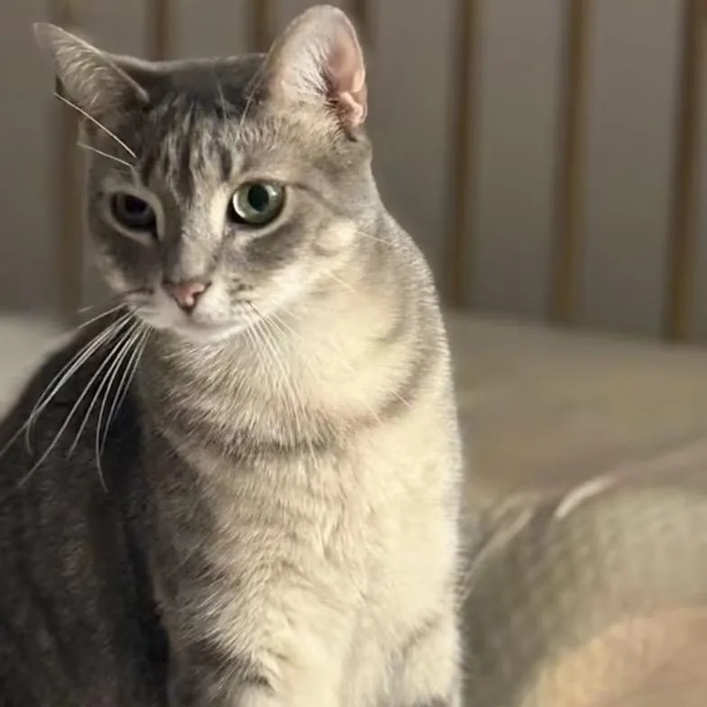 An adult small-sized male Gray / Blue / Silver Domestic Short Hair cat named Maxwell for adoption in Lauderhill, FL
