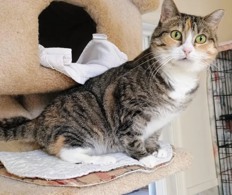 An adult medium-sized female Tabby cat named Angie for adoption in Palmyra, VA