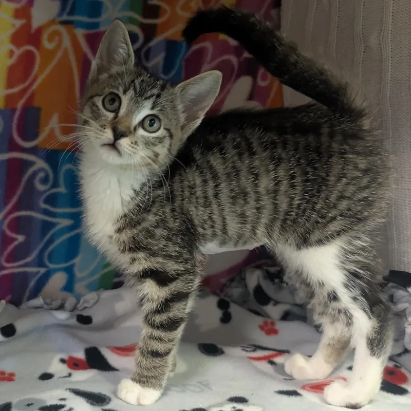 A baby small-sized female Brown / Chocolate Domestic Short Hair cat named Rain for adoption in Naples, FL