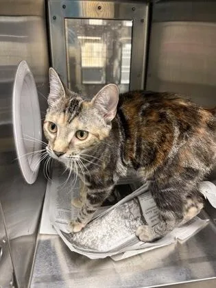 A young medium-sized female Domestic Short Hair cat named Nomi for adoption in Wichita, KS