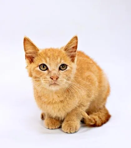 A baby small-sized male Domestic Short Hair cat named Rufus for adoption in Morton Grove, IL