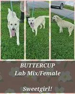 Buttercup