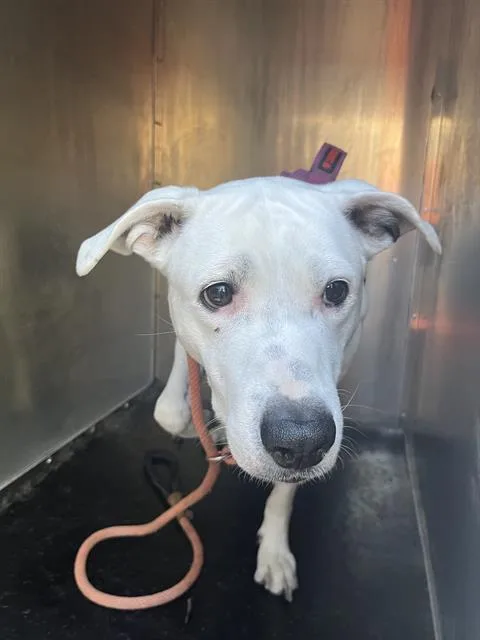 An adult large-sized female Pit Bull Terrier dog named Dice for adoption in West Valley City, UT