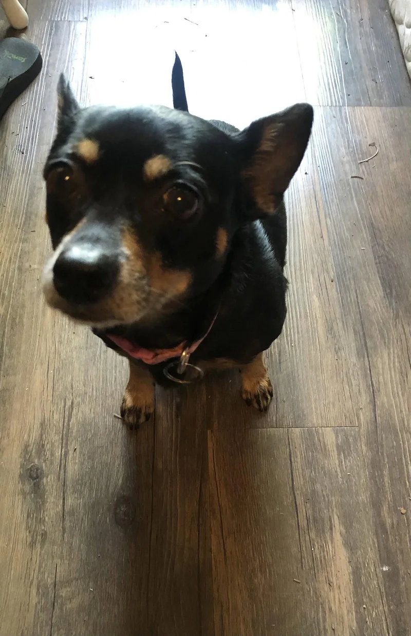 An adult small-sized female Chihuahua dog named Raven Reese for adoption in Alpharetta, GA