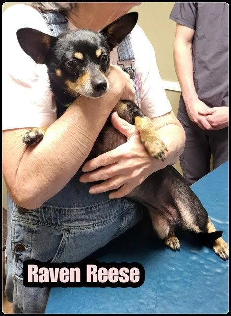 Raven Reese thumbnail 2
