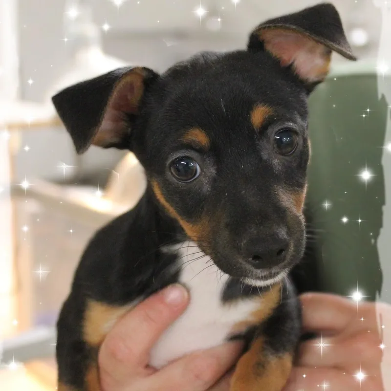 A baby small-sized male Tricolor (Brown, Black, & White) Chihuahua dog named Parker for adoption in Amelia, OH