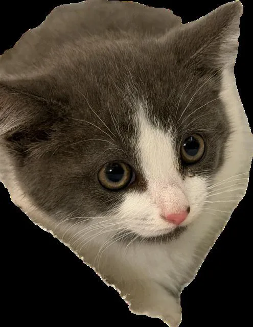 A baby medium-sized male Gray & White Domestic Short Hair cat named Cody for adoption in Richmond, VA