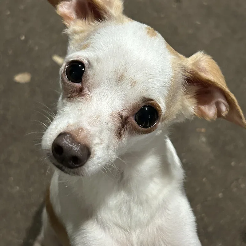 Gusto Lee And Gaucho thumbnail 3