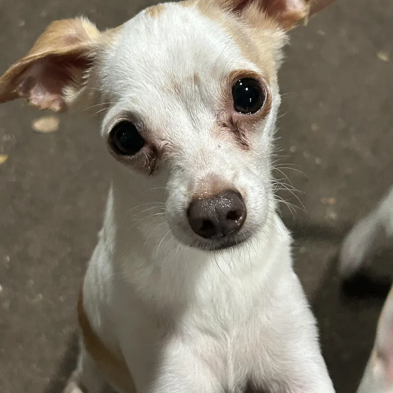 Gusto Lee And Gaucho thumbnail 5