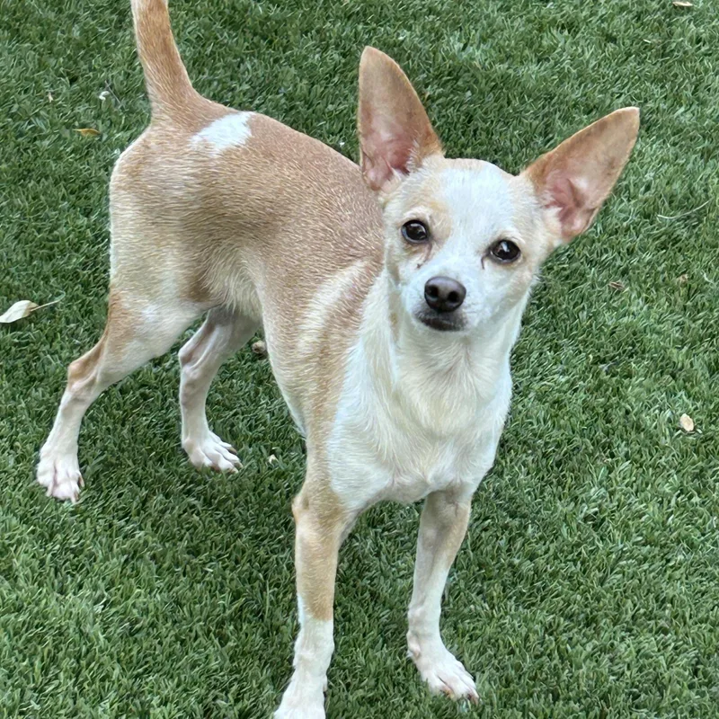 A young small-sized male White / Cream Chihuahua dog named Gusto Lee And Gaucho for adoption in Sarasota, FL