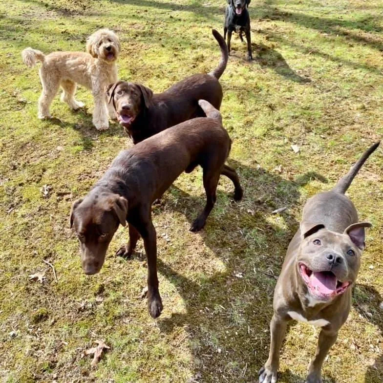 An adult medium-sized male Gray / Blue / Silver Pit Bull Terrier dog named Titus for adoption in Roanoke, VA