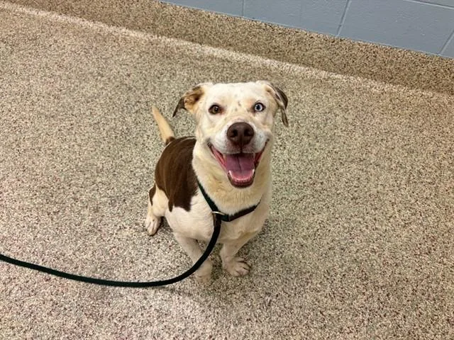 An adult medium-sized male Australian Cattle Dog / Blue Heeler dog named Frisbee for adoption in Colorado Springs, CO