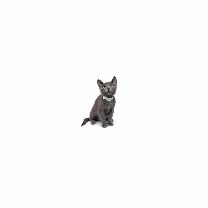 A baby small-sized female Gray / Blue / Silver Domestic Short Hair cat named Grape for adoption in Playa Vista, CA