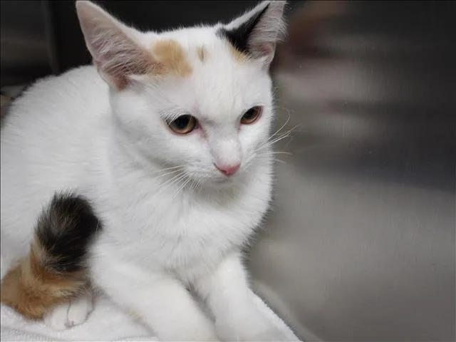 A baby small-sized female Domestic Short Hair cat named Vanna for adoption in Los Angeles, CA