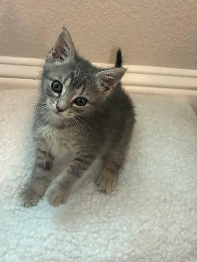 A baby small-sized female Gray / Blue / Silver Domestic Short Hair cat named Pixie for adoption in Woodland, CA