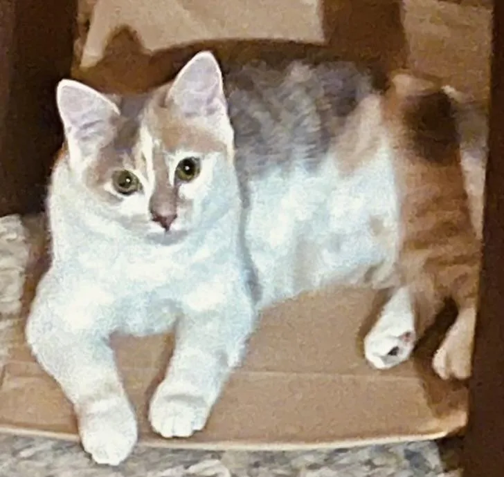 A baby medium-sized female Calico cat named Chloe and Opal for adoption in Salem, NH