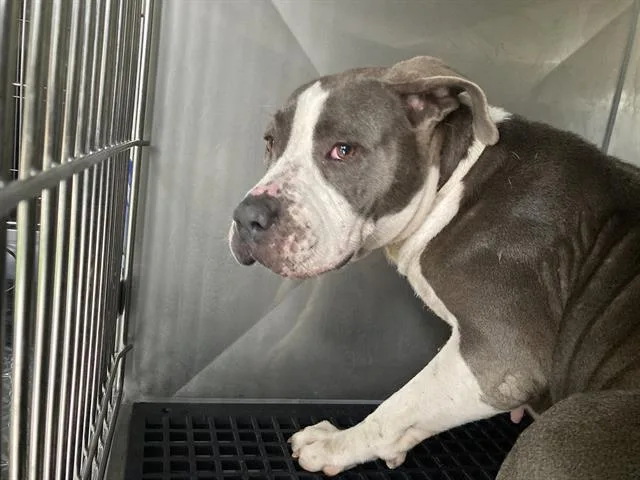 An adult medium-sized female Mixed Breed dog named Kanga for adoption in Dallas, TX