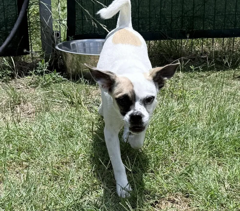 A baby small-sized female Pug dog named Squish for adoption in Lockhart, TX