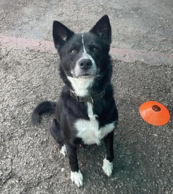 An adult large-sized male Border Collie dog named Moose for adoption in San Diego, CA