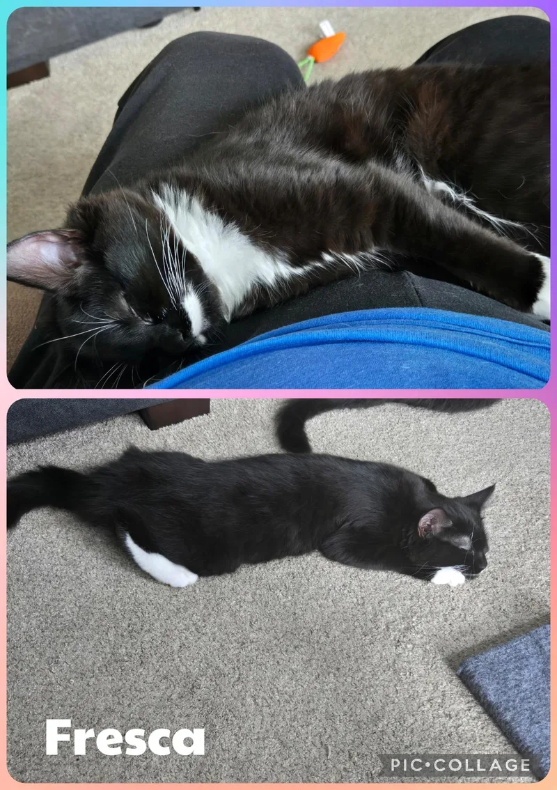A baby small-sized female Black & White / Tuxedo Domestic Short Hair cat named Fresca for adoption in Newberg, OR
