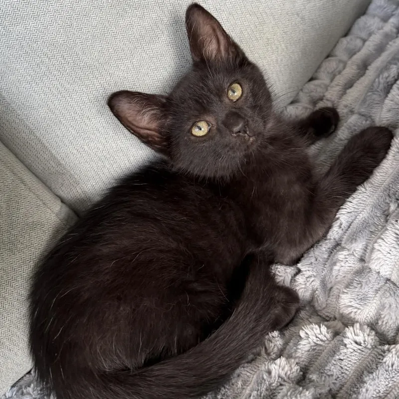 A baby small-sized male Domestic Short Hair cat named Matcha for adoption in Fairfax, VA