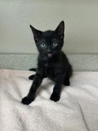 A young small-sized male Domestic Short Hair cat named Josh for adoption in Phoenix, AZ