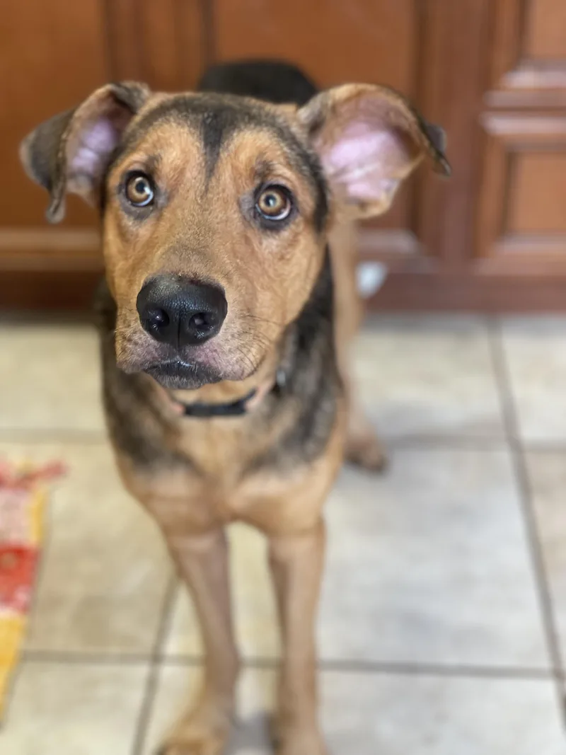 An adult large-sized male Mixed Breed dog named Angus for adoption in Lacon, IL