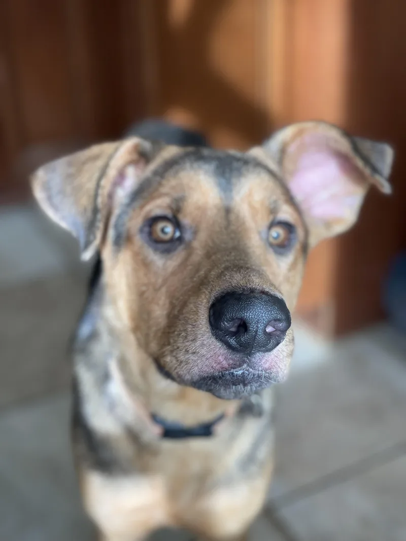 Angus thumbnail 3