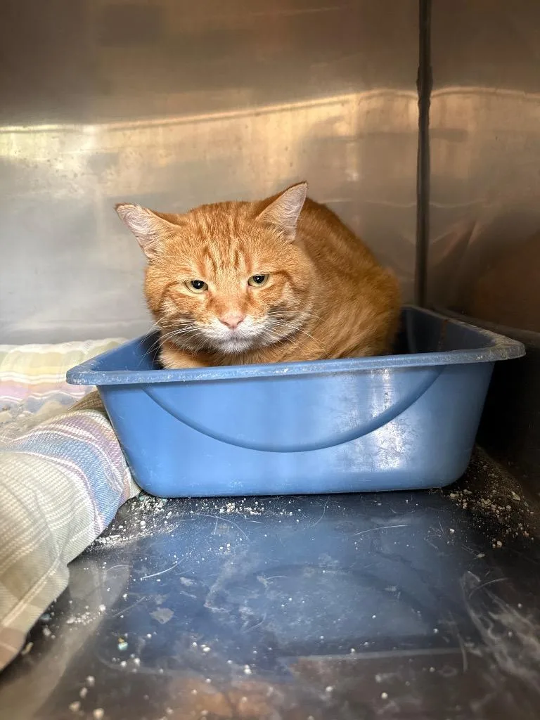 An adult medium-sized male Domestic Short Hair cat named Chester for adoption in Virginia, MN