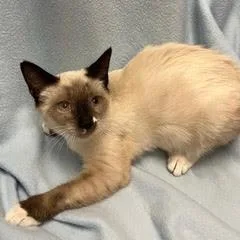 A baby medium-sized male Snowshoe cat named Dandelion for adoption in Green Valley, AZ