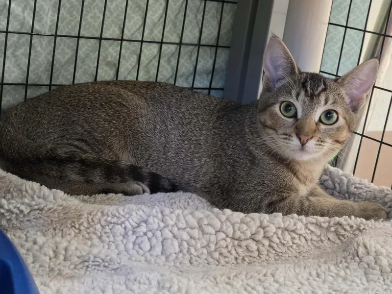 A baby medium-sized female Tabby (Buff / Tan / Fawn) Domestic Short Hair cat named Sporty Spice for adoption in Grants Pass, OR
